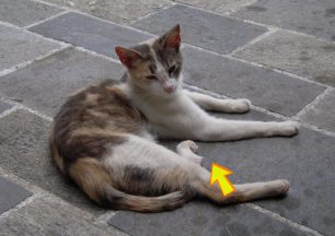 Έκκληση βοήθειας για την τραυματισμένη γάτα στη Μονή Προυσού της Ευρυτανίας